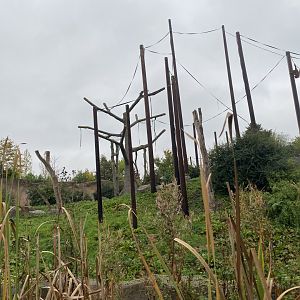 Islands Boat Trip view - Sumatran orangutan enclosure 181021