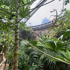 Monsoon Forest - Javan rhinoceros hornbill aviary 181021