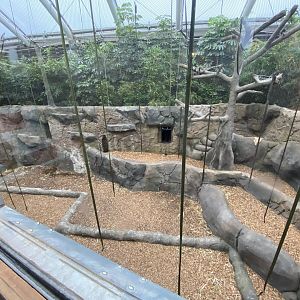 Monsoon Forest - Silvery gibbon/Sumatran orangutan enclosure 181021