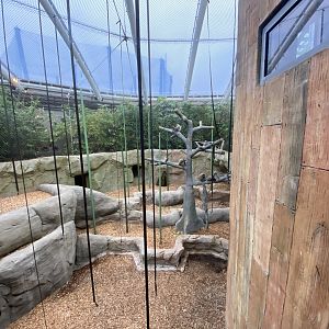 Monsoon Forest - Silvery gibbon/Sumatran orangutan enclosure 181021