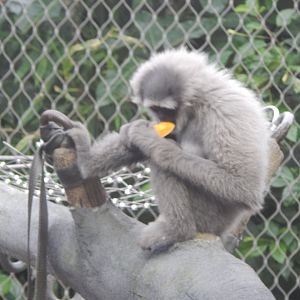 Monsoon Forest - Silvery/Moloch gibbon 181021