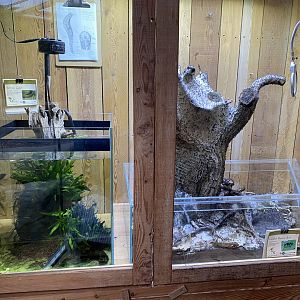 Monsoon Forest - Inverebrate exhibits 181021