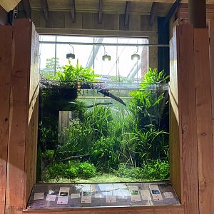 Monsoon Forest - Aquarium 181021