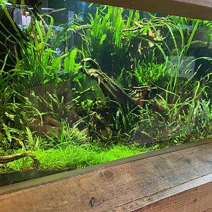 Monsoon Forest - Tentacled snake exhibit 181021