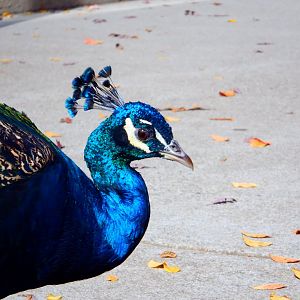 Peacock at the Greensboro Science Center
