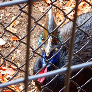 Southern Cassowary at the Greensboro Science Center
