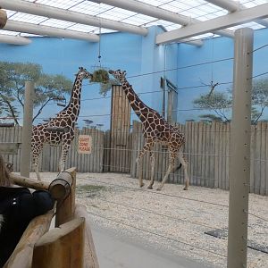 Indoor Giraffe Exhibit, Habitat Africa! - Nov. 2021