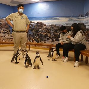 Penguin Encounter, Living Coast - Nov. 2021