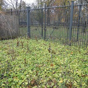 Former Aardvark "Play Yard", Habitat Africa!  - Nov. 2021