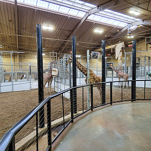 Nov. 2021 - African Grasslands - Indoor Giraffe Exhibit