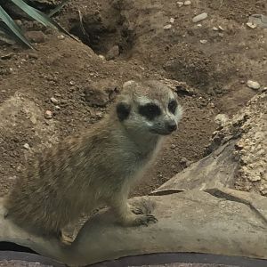 Meerkat (Suricatta suricata)