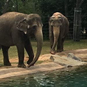 Asian Elephant (Elephas maximus)