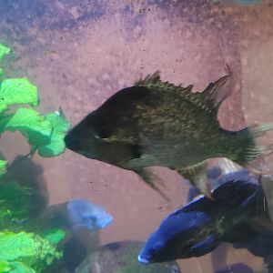 Mangarahara Cichlid