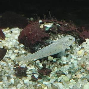 New Fish in Americas 2