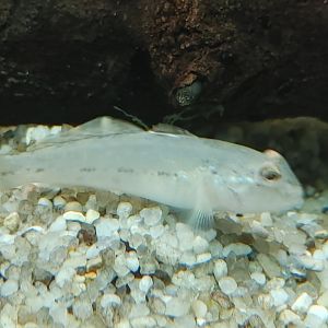 New fish in Americas