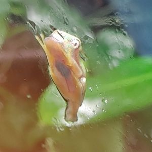 Lemur Leaf Froglet
