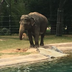 Asian Elephant (Elephas maximus)
