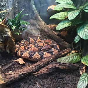 South American Bushmaster (Lachesis muta)
