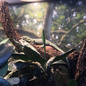 Reisinger's tree monitor (Varanus reisingeri)