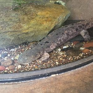 Eastern Hellbender (Cryptobranchus alleganiensis)