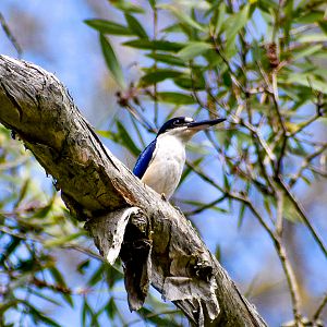 Forest Kingfisher (Todiramphus macleayii)