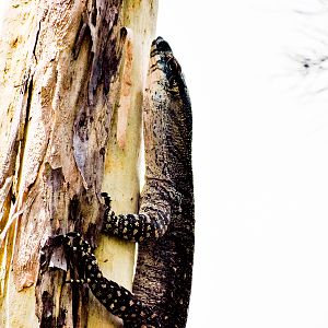 Lace Monitor (Varanus varius)