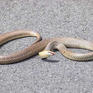 Roadkill - Eastern Brown Snake (Pseudonaja textilis)