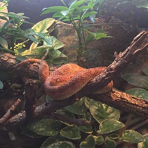 African Bush (Atheris squamigera)