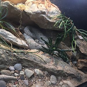 Santa Catalina Rattlesnake (Crotalus catalinensis)?