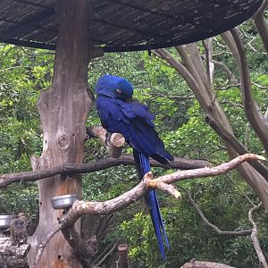 Hyacinth Macaw (Anodorhynchus hyacinthinus)