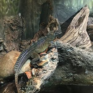 Philippine sailfin lizard (Hydrosaurus pustulatus)