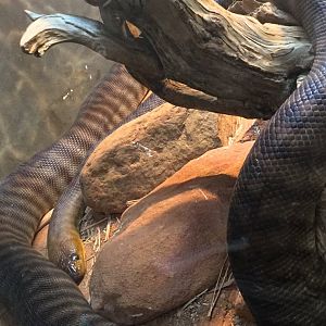 Woma Python (Aspidites ramsayi)