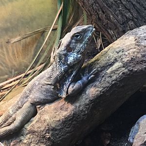 Frilled Lizard (Chlamydosaurus kingii)