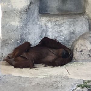 Sumatran Orangutan (Pongo abelii)