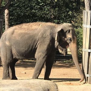 Female Asian Elephant (Elephas maximus)