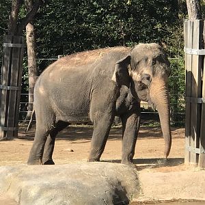 Female Asian Elephant (Elephas maximus)
