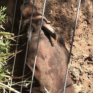 Parvesh the Greater One-Horned Rhinoceros (Rhinoceros unicornis)