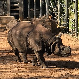 Parvesh the Greater One-Horned Rhinoceros (Rhinoceros unicornis)