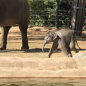 Brazos and his Mother Asian Elephant (Elephas maximus)