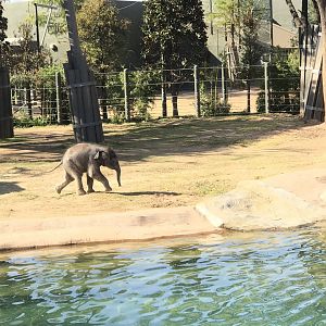 Brazos the Asian Elephant (Elephas maximus)