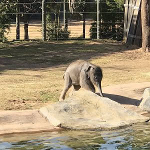 Brazos the Asian Elephant (Elephas maximus)