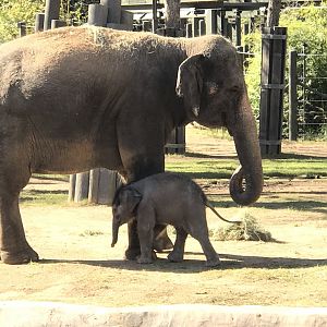 Brazos and Bluebonnet the Asian Elephants (Elephas maximus)