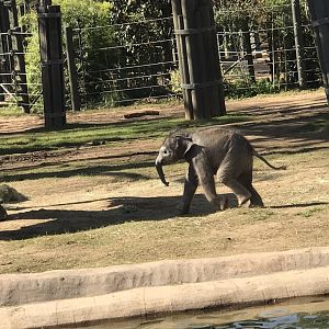 Brazos the Asian Elephant (Elephas maximus)