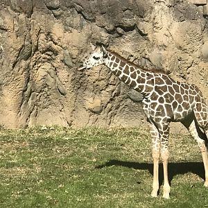 Pickles the Reticulated Giraffe (Giraffa reticulata)