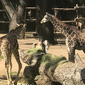 Lucchase and Jellybean the Reticulated Giraffes (Giraffa reticula)