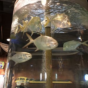 Gulf Coast Fish Tank