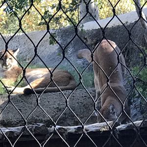 Sheldon and Leonard the Cougars (Puma concolor)