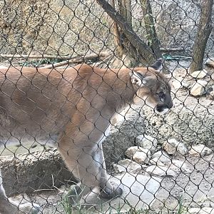 Cougar (Puma concolor)