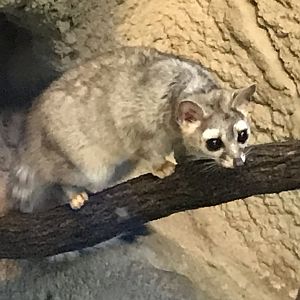 Ringtail (Bassariscus astutus)