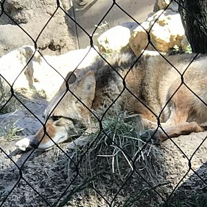 Coyote (Canis latrans)